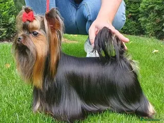 Yorkshire Terrier dogs KCReg Assured Breeder/Benjamin looking for a date in Southampton - Advert 10