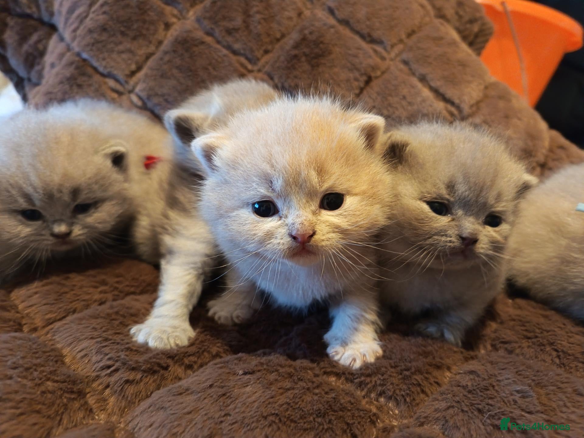 British Shorthair cats British Shorthair Lilac and Cream GCCF registered  - Advert 3