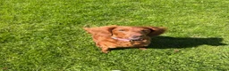 Cavapoo dogs for sale: Cavapoo female dog  - Advert 1