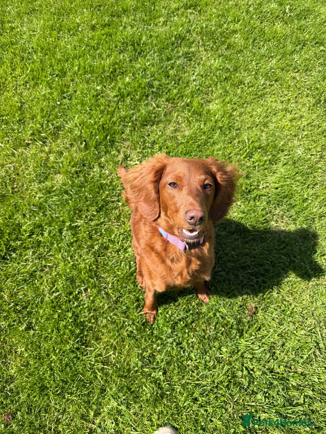 Cavapoo dogs for sale: Cavapoo female dog  - Advert 1