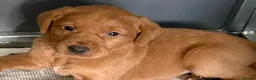 Labrador Retriever dogs for sale: Fox ref Labrador  - Advert 3