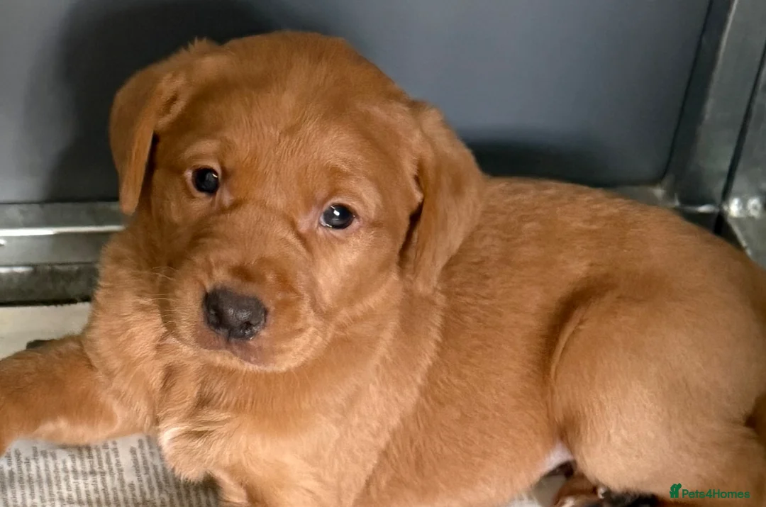Labrador Retriever dogs for sale: Fox ref Labrador  - Advert 3