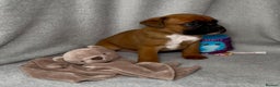 Boxer dogs for sale: Health tested kc red boxer puppies  - Advert 3