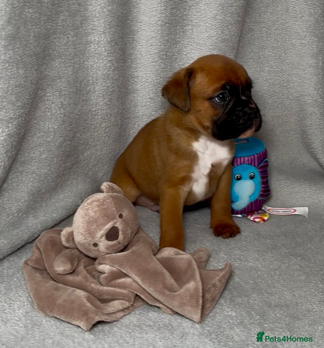 Boxer dogs for sale: Health tested kc red boxer puppies  - Advert 3