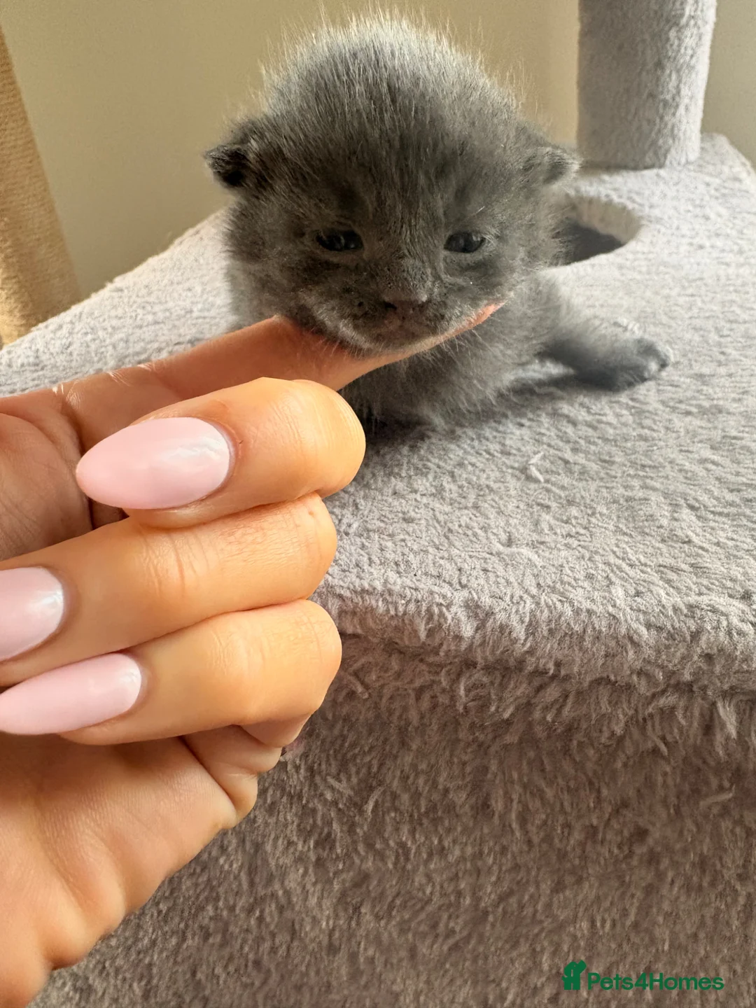 Mixed Breed cats for sale: Beautiful Kittens  - Advert 16