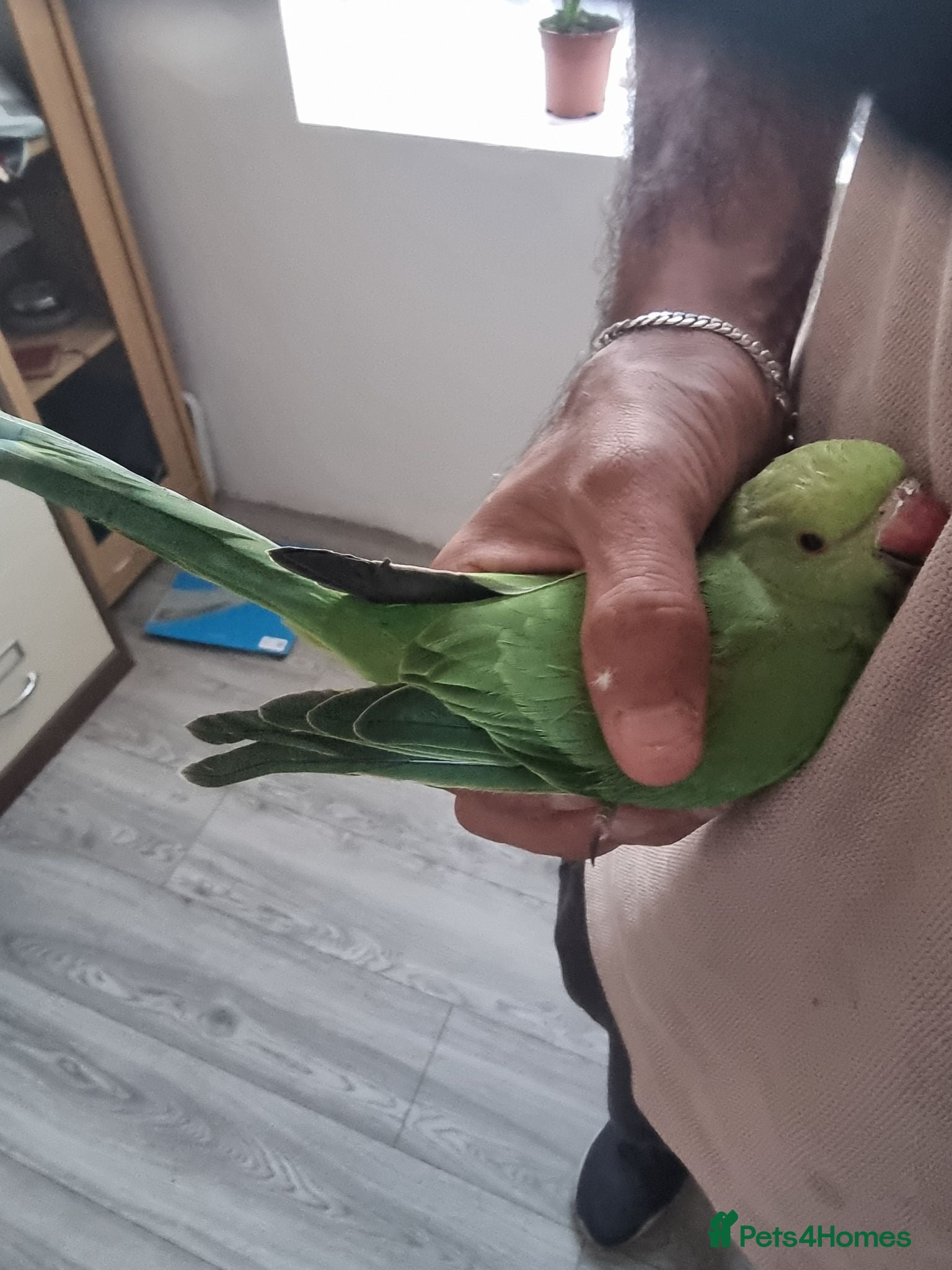 Parrots birds Beautiful baby ringneck talking parrot  - Advert 22