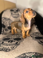 Miniature Dachshund dogs - Advert 8