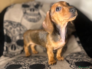 Miniature Dachshund dogs - Advert 13