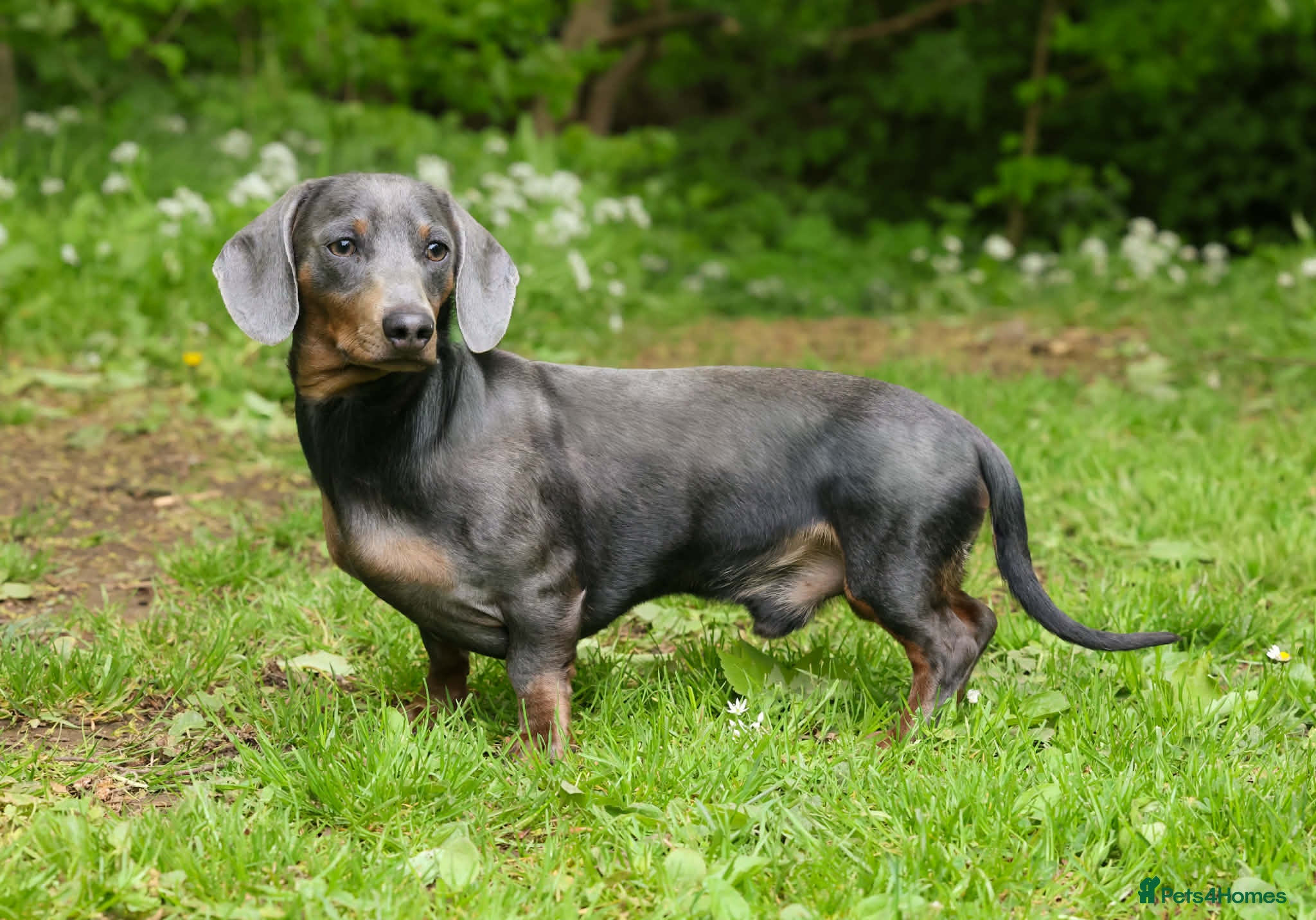 Dachshund dogs BILLY 🐶 STUD Available ( PROVEN ) - Advert 3