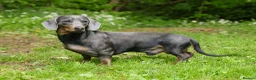 Dachshund dogs for stud: BILLY 🐶 STUD Available ( PROVEN ) - Advert 1