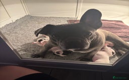 French Bulldog dogs for sale: Beautiful pied French bulldog puppies 🐾  - Image 8