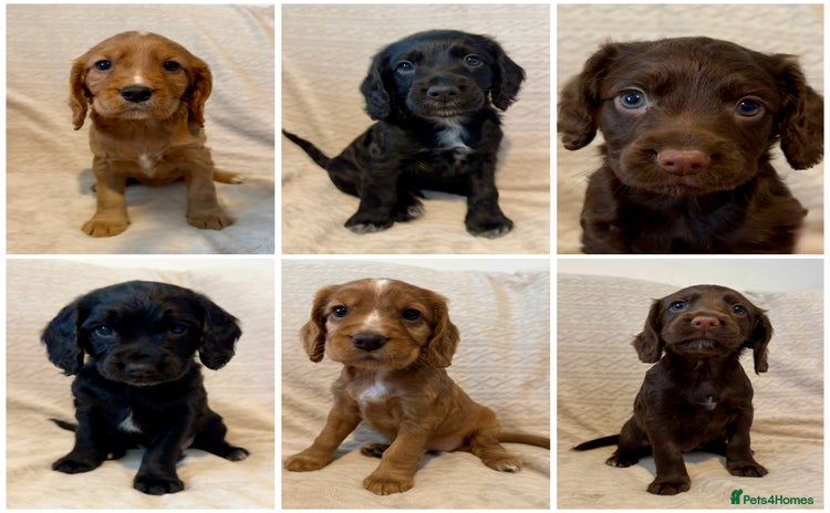 Cocker Spaniel dogs - Advert 3