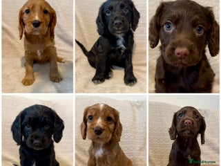 Cocker Spaniel dogs - Advert 5