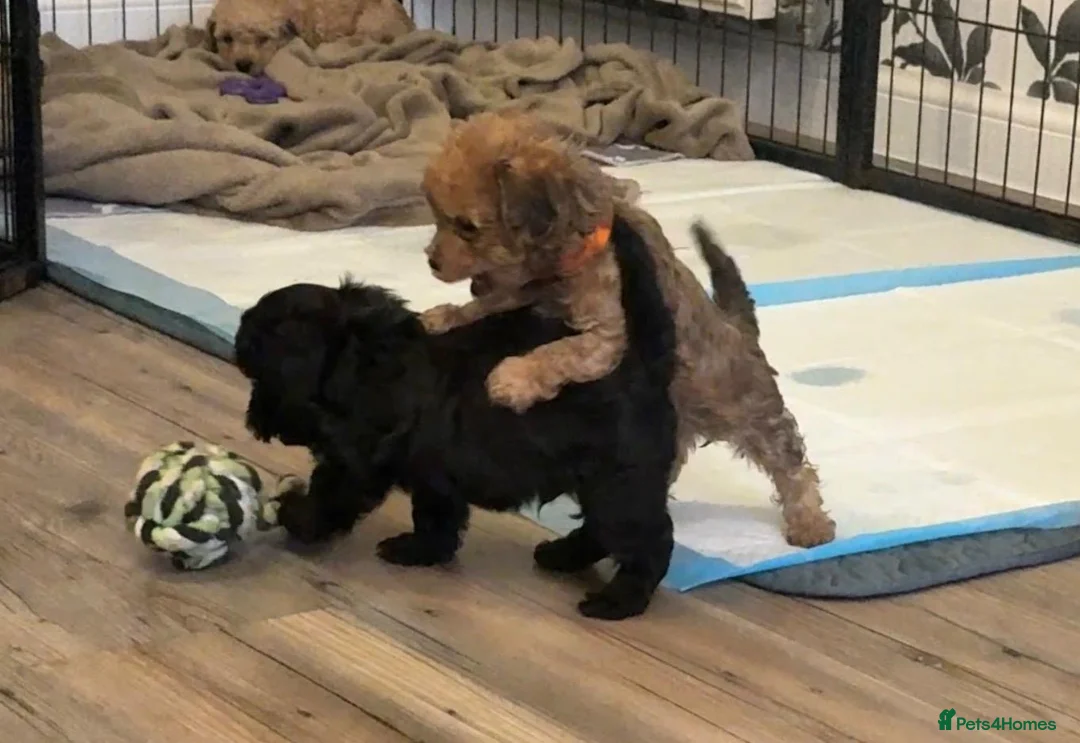 Maltipoo dogs for sale: Teddy bear Maltipoos, DNA Health tested - Advert 8