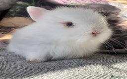 Lionhead rabbits for sale: One male left. Blue eyes. Orange and white - Image 8
