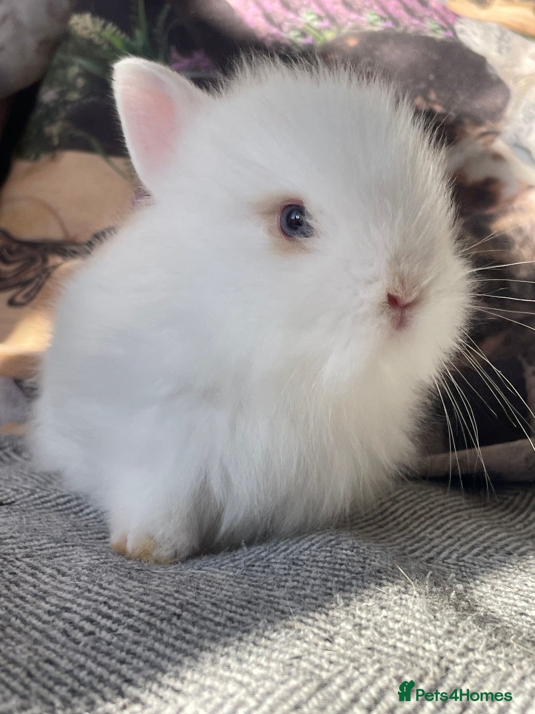 Lionhead rabbits for sale: One male left. Blue eyes. Orange and white - Image 8