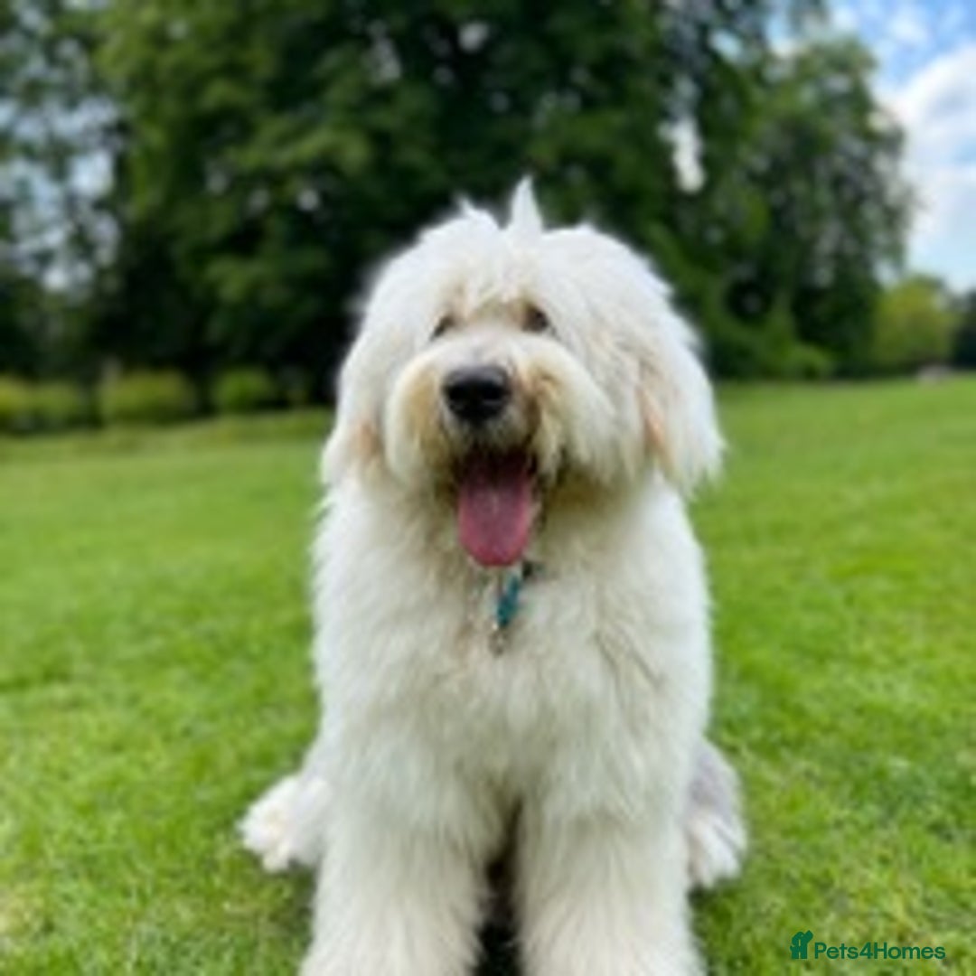Old English Sheepdog dogs for stud: Stud KC Old English Sheepdog in Peterborough - Image 8