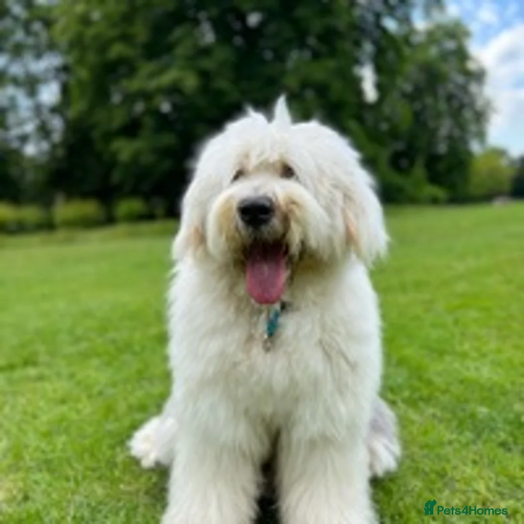 Old English Sheepdog dogs for stud: Stud KC Old English Sheepdog in Peterborough - Advert 8
