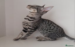 Savannah cats for sale: Full Pedigree TICA reg Savannah Girl Kitten - Image 14