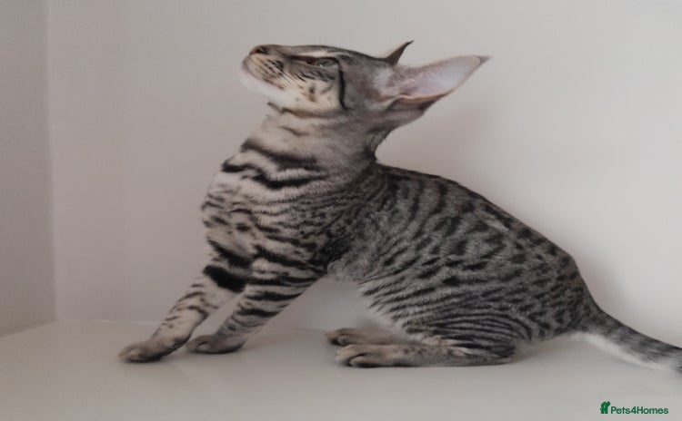 Savannah cats - Advert 3