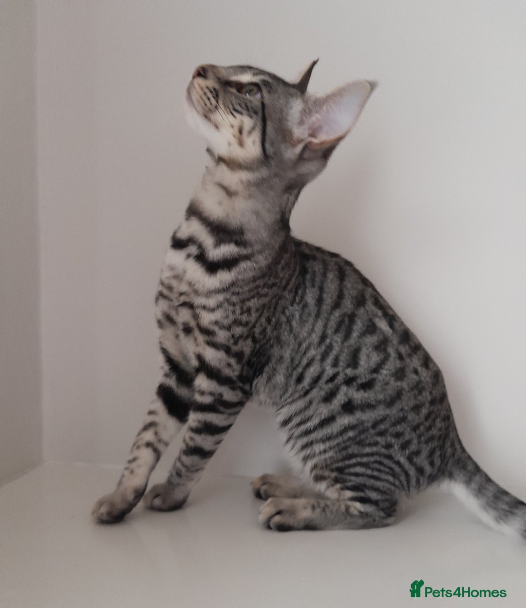 Savannah cats for sale: Full Pedigree TICA reg Savannah Girl Kitten - Image 14