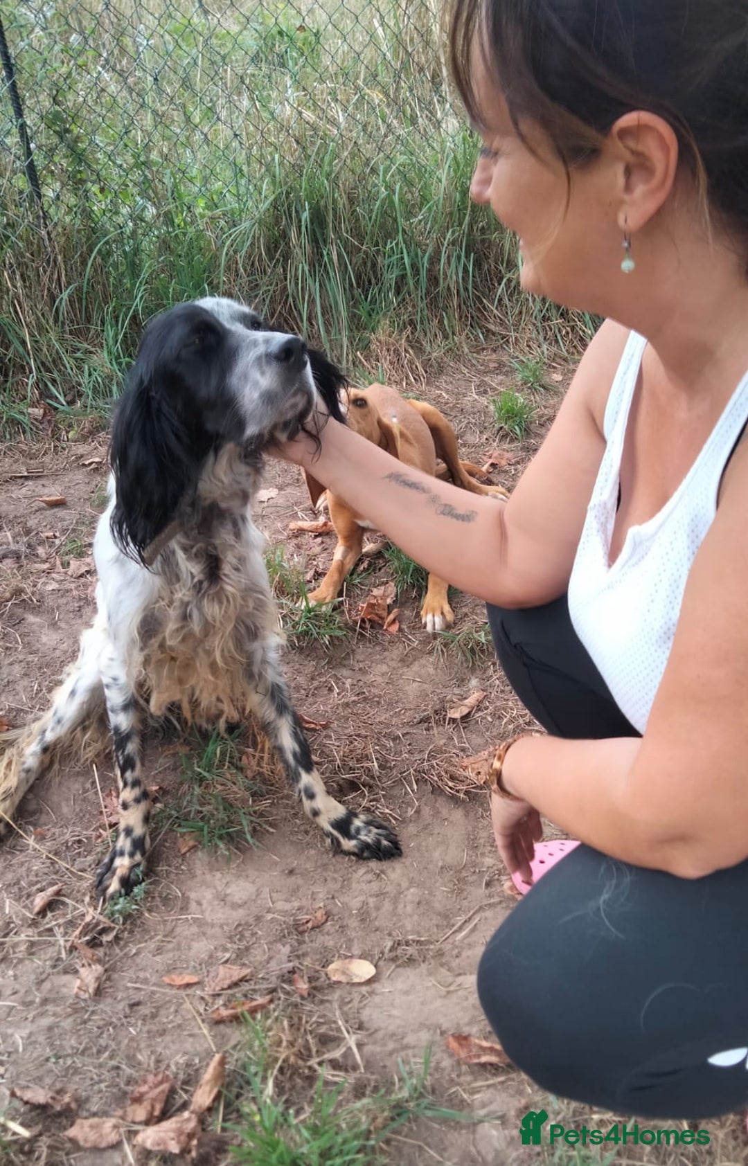English Setter dogs for adoption: Tae   - Image 10