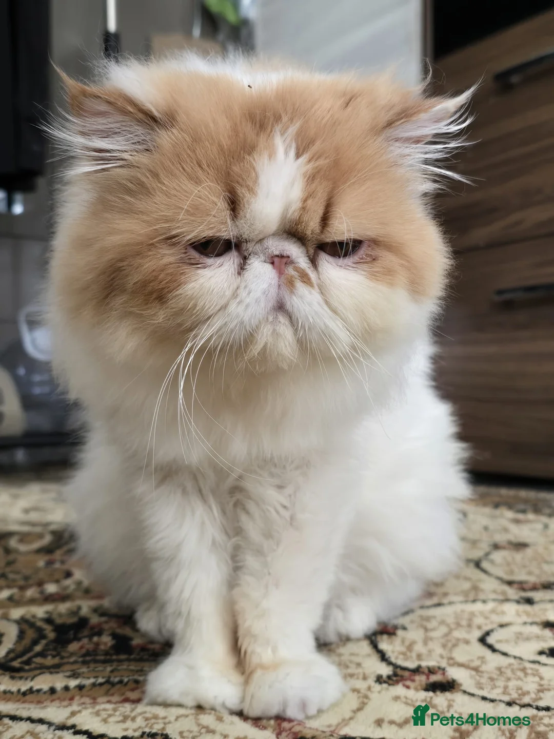 Persian cats for sale: Pedigree Persian CFA Champion Male For Loving Home - Advert 1