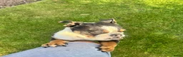 English Bulldog dogs for sale: 1year old English bulldog bitch in Bury - Advert 3