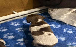 German Shorthaired Pointer dogs for sale: Gorgeous litter of German Shorthair puppies - Image 7