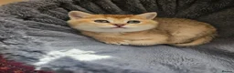 British Shorthair cats for sale: British golden kitten - Advert 9