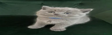 British Shorthair Kitten 2