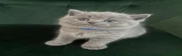 British Shorthair cats for sale: Lovely british shorthair kittens ready for home - Advert 8