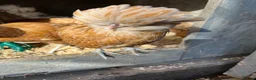 Chickens poultry for sale: Chamois polish pullets, Lavender pekin batams   - Advert 9