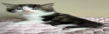 Mixed Breed Kitten 3
