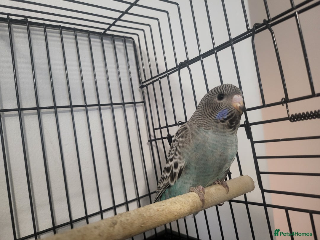 Budgerigars birds for sale: Blackface - Advert 4