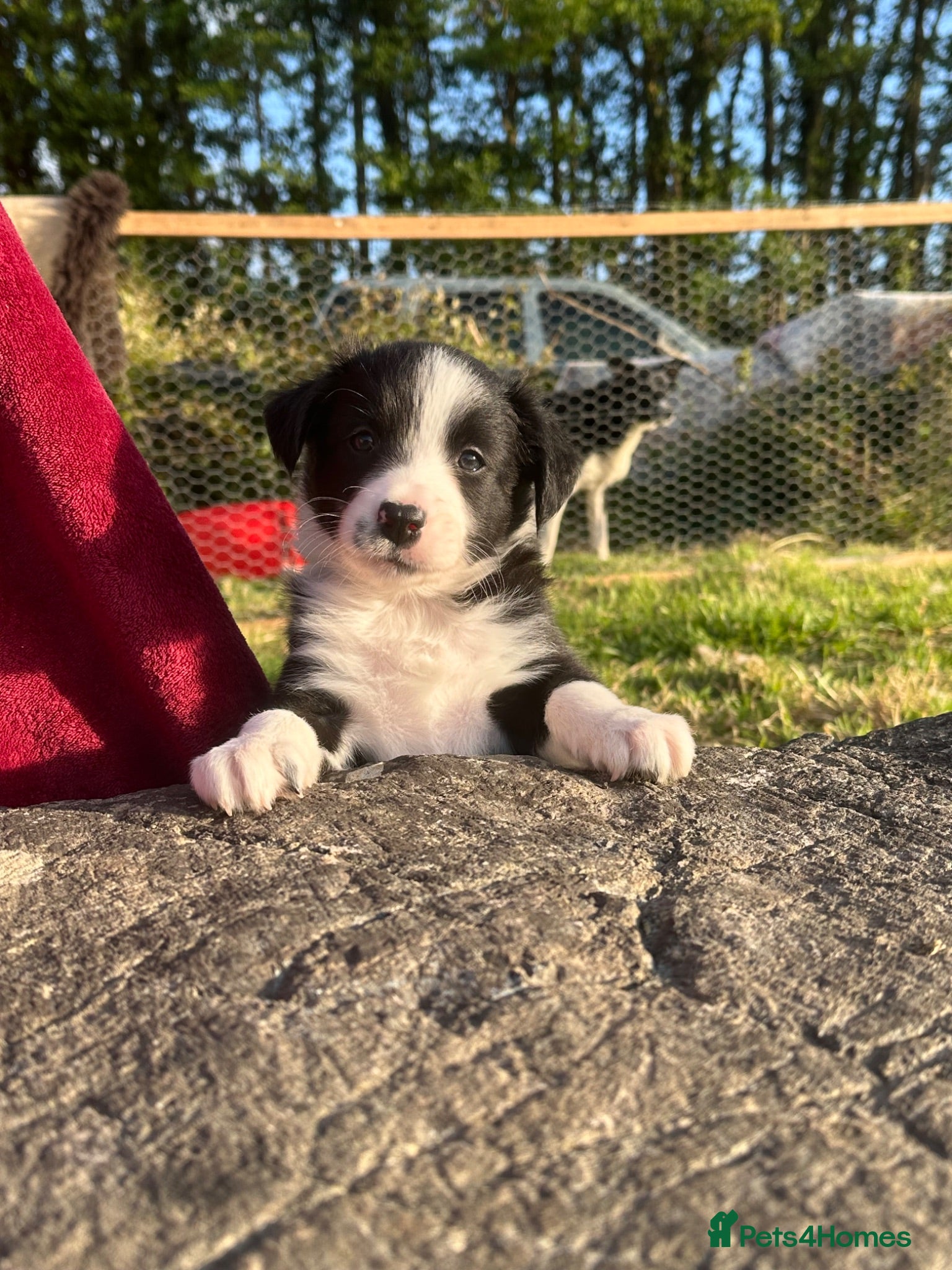 Border Collie dogs Beautiful Border Collie puppy  - Advert 17