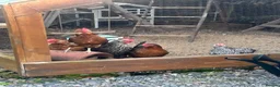 Chickens poultry for sale: 5 chickens, coop, accessories  in Southport - Advert 6