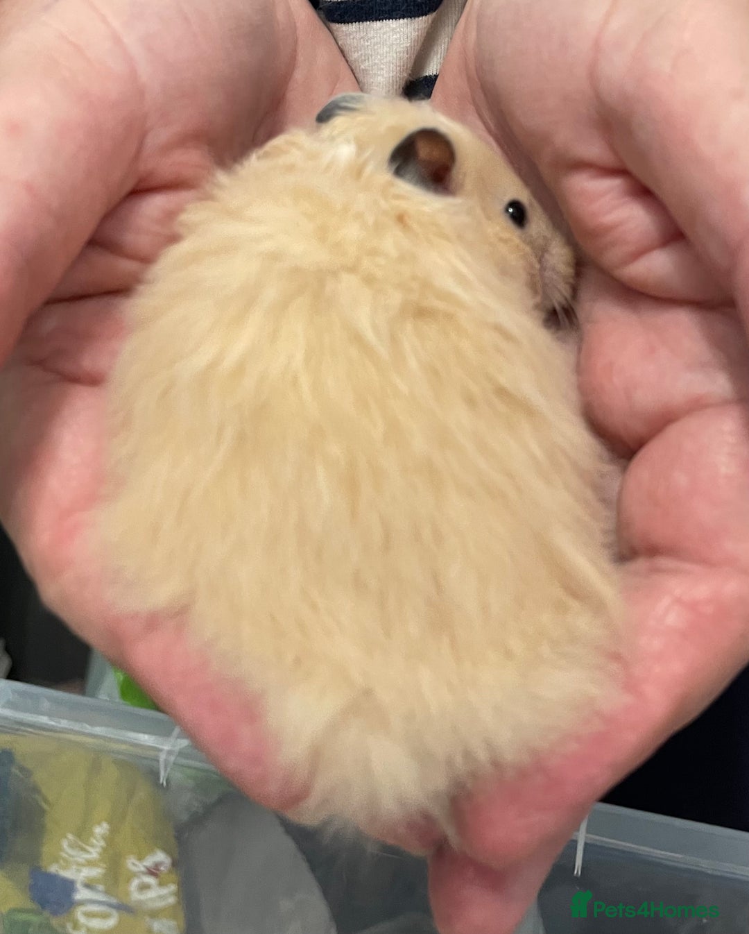 Hamster rodents for sale: Baby Syrian hamsters from show stock  - Image 12