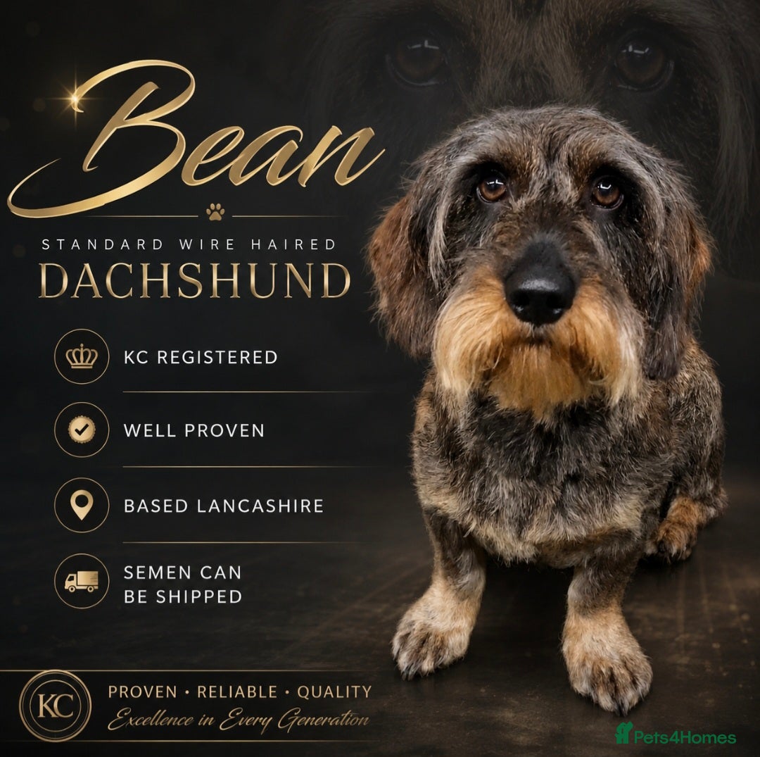 Dachshund dogs Teckel - Standard Wire Haired Dachshund  - Advert 24