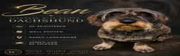 Dachshund dogs for stud: Teckel - Standard Wire Haired Dachshund  - Advert 1