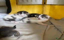 British Shorthair cats for sale: 4 kittens for sale  - Image 13