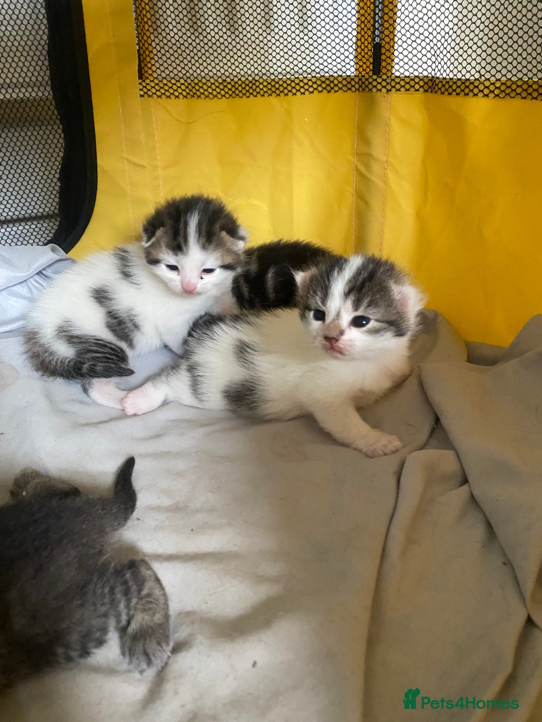 British Shorthair cats for sale: 4 kittens for sale  - Image 13