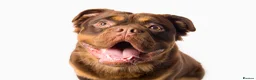 Olde English Bulldogge dogs for stud: MAMMUT OLDE ENGLISH BULLDOG STUD in Halifax - Advert 3