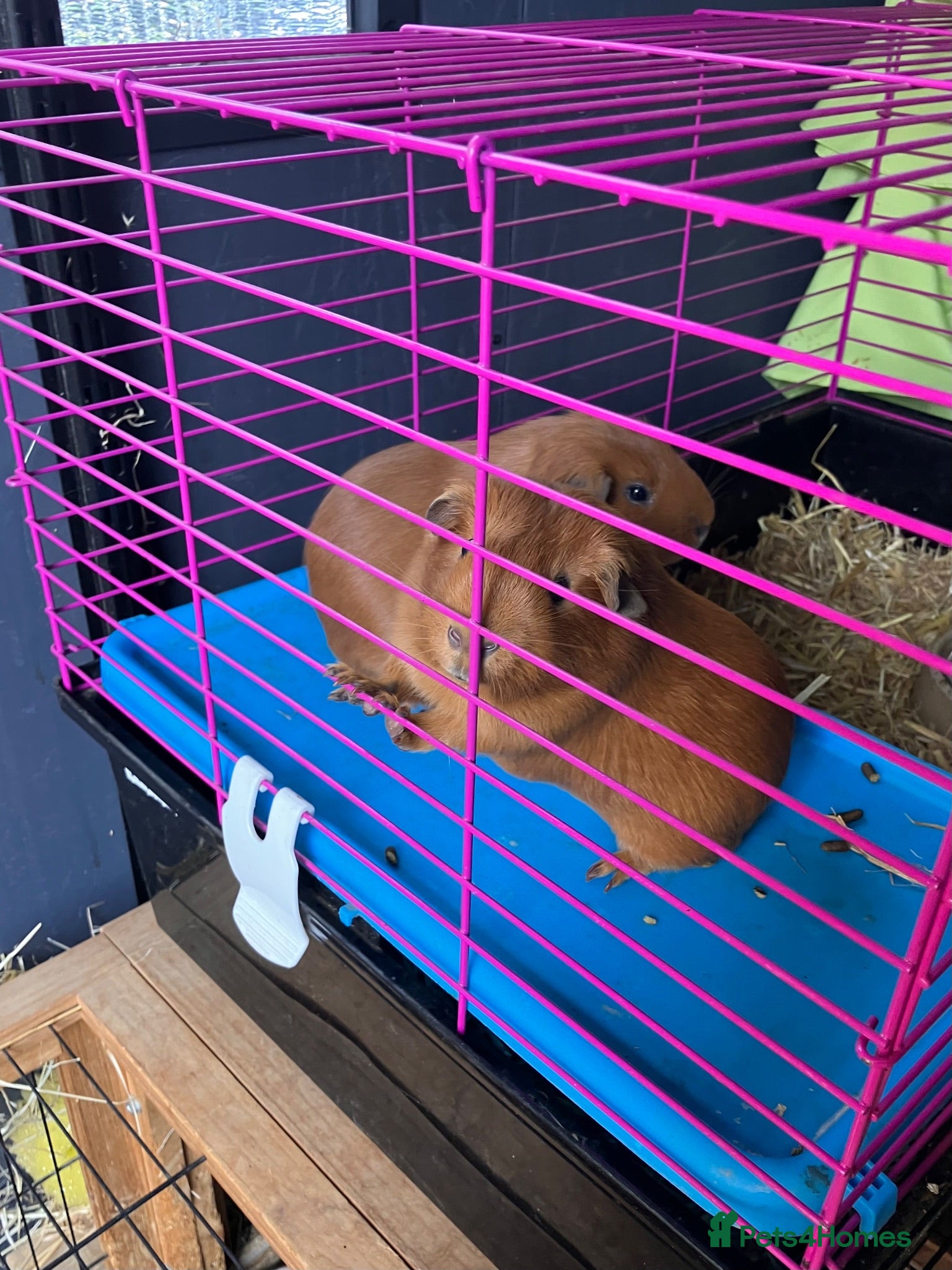 Guinea Pig rodents Young guinea pig pair of boars for sale - bonded - Advert 1