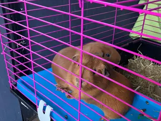 Guinea Pig rodents Pairs of Young Guinea Pigs - Advert 3