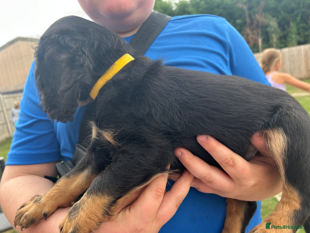 Mixed Breed dogs for sale: Jackapoo spaniel cross - hound puppies  - Image 5