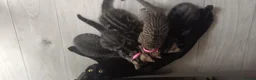 Mixed Breed cats for sale: Beautiful striped girl kitten - Advert 1