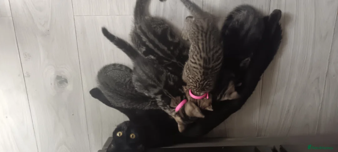 Mixed Breed cats for sale: Beautiful striped girl kitten - Advert 1