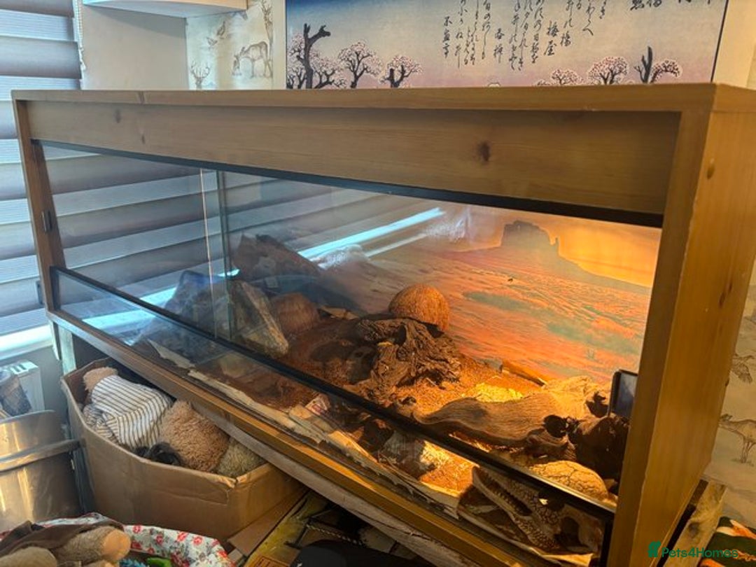 Corn Snake reptiles for sale: Corn Snake & Vivarium  - Image 4