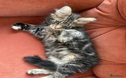 Maine Coon cats for sale: Maine coon - Image 30